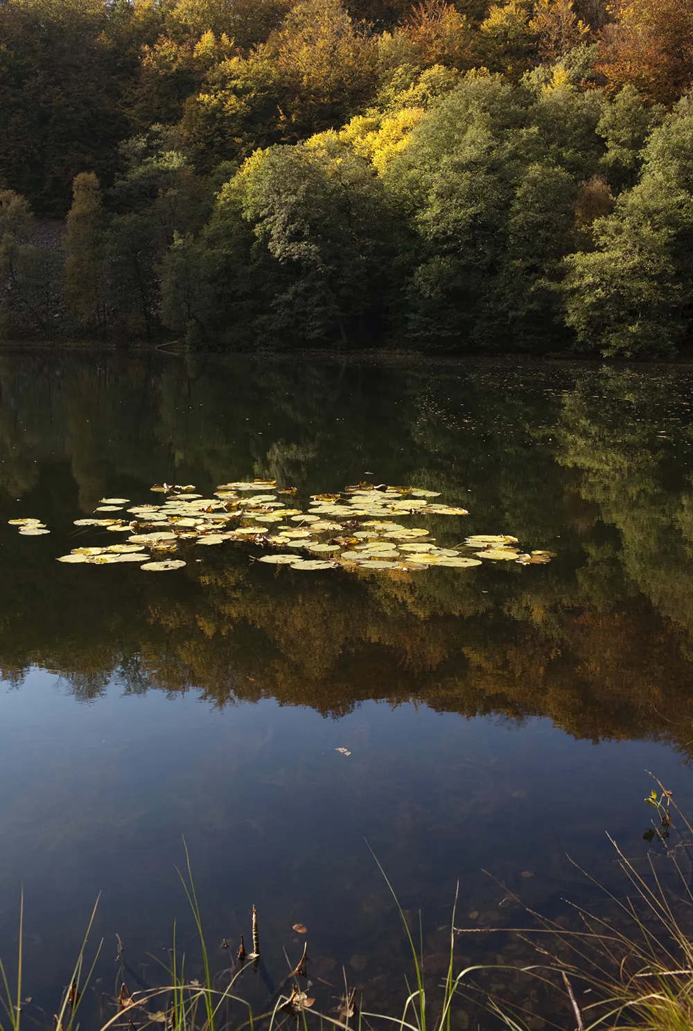 Lake with trees in the background. Photo.